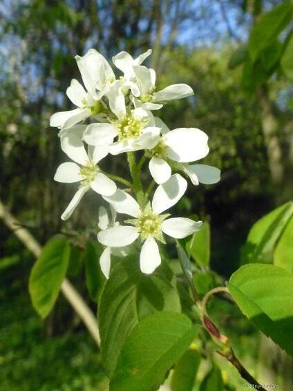 Muchovník oválný - Amelanchier ovalis