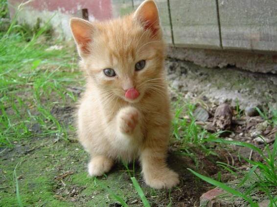 kitty