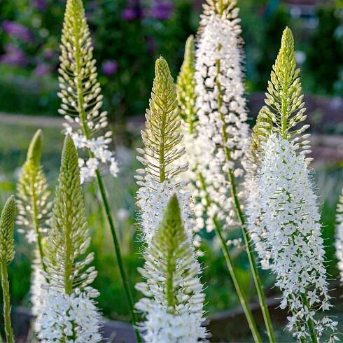 Liliochvostec himalájský – Eremurus himalaicus – cibuloviny – prodej