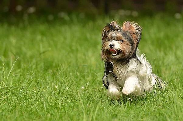 Biewer Yorkshire Terrier — Stock obrázek