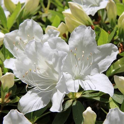 Rhododendron obtusum ´LUZI´ – Pěnišník – Okrasné a ovocné školky Svoboda