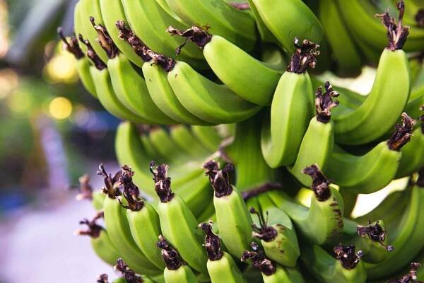 Banán – nutriční hodnoty, vitamíny, kalorie - Vmagazin.cz