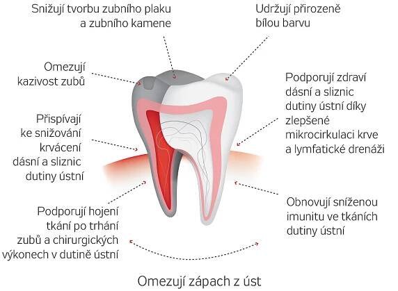 Šetrná enzymová péče o dutinu ústní se skutečným efektem na zánět :: TOP-DENT Vše pro dentální hygienu