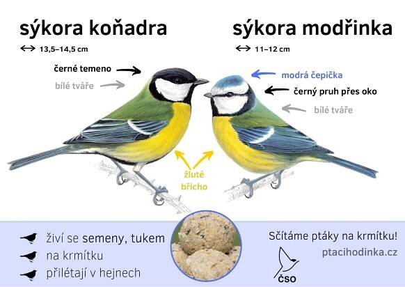 Určování ptáků - Ptačí hodinka