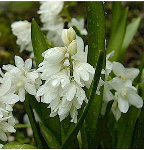 Puschkinia libanotica alba - puškinie - Lukon Glads s.r.o.