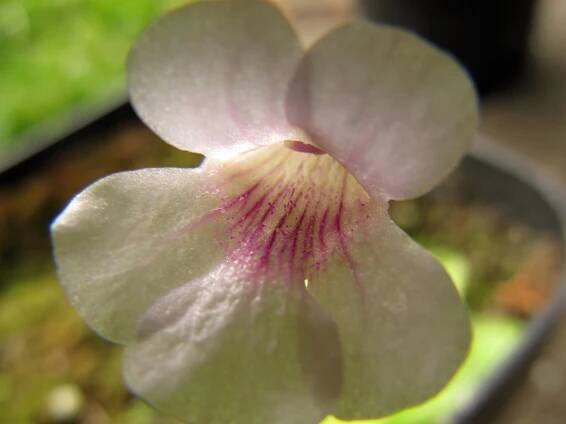 Pinguicula grandiflora subsp. rosea