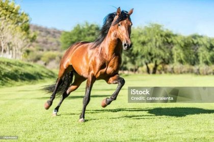 Plnokrevný divoký kůň, volně běžící v terénu - Bez autorských poplatků Kůň Stock fotka