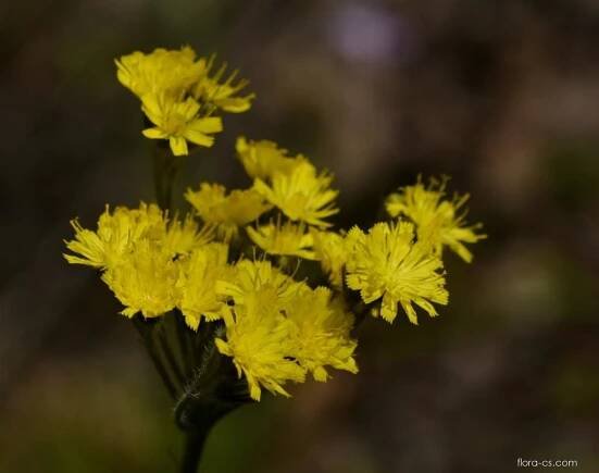Chlupáček choholičnatý (Pilosella cymosa)