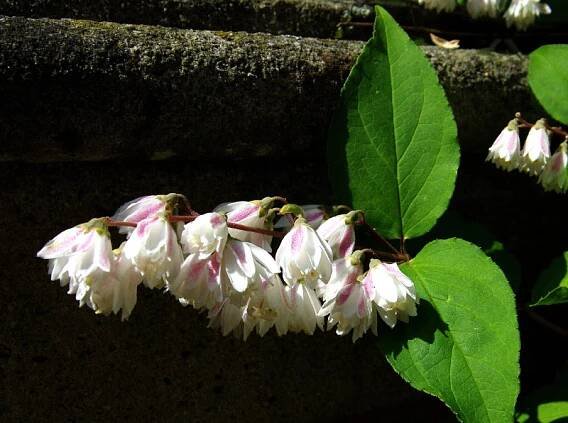 Deutzia scabra (trojpuk drsný) | BioLib.cz