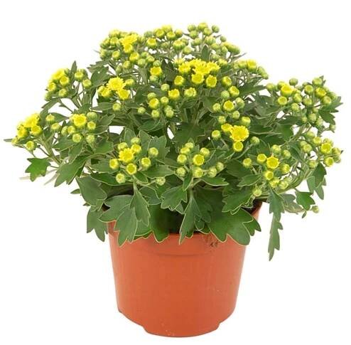 Ajanka pacifická, prům. květináče cca 12 cm
