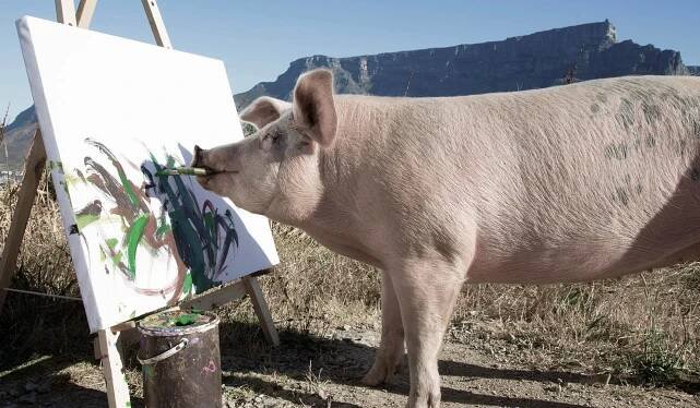 Pigcasso | Gallery