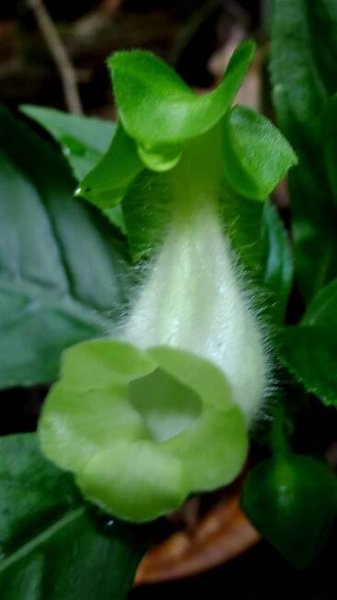 Soubor:Sinningia barbata (Nees & Mart.) Nichols. (9314003956).jpg – Wikipedie