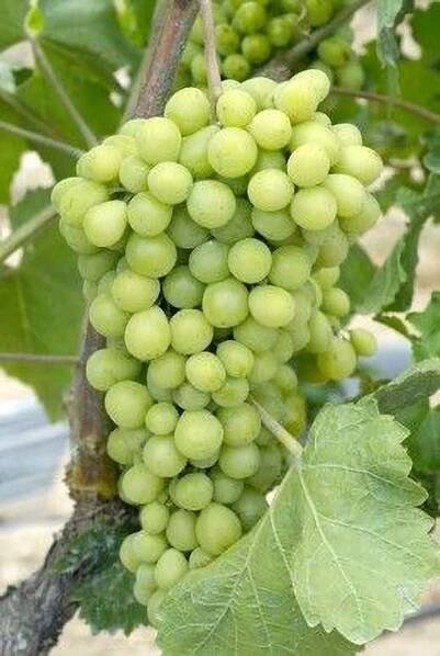 Sauvignon Cantina Tramin | Opulent Wine | Váš osobný sommelier