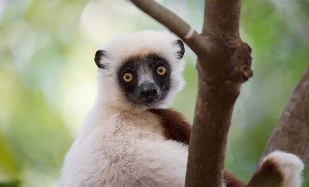 Madagaskar od soboty na týden s all-incl.. Zájezd od 19 990 Kč