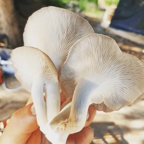 Phoenix Oyster Mushrooms 