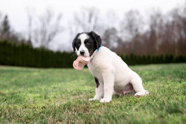 Barney – adoptovaný | Pes nejvěrnější přítel