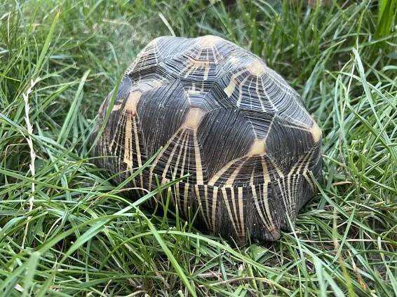 Prodám 2x želva paprsčitá | iFauna.cz