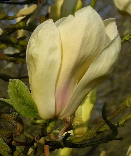 Magnolia Cultivars W–Z 'Yellow Lantern'