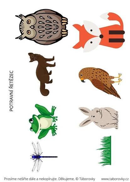 Potravní řetězec in 2022 | Cards, Animals, Rooster