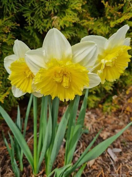 Narcis (Narcissus)