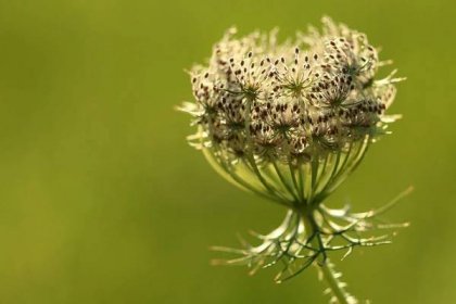 Semena mrkve (Zdroj: Shutterstock)