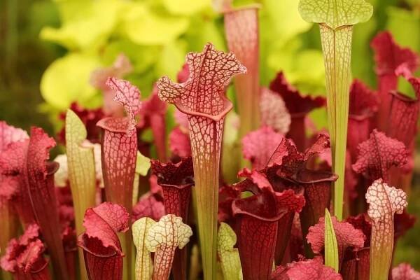 Growing Carnivorous Plants as Houseplants — Seattle's Favorite Garden Store Since 1924 - Swansons Nursery