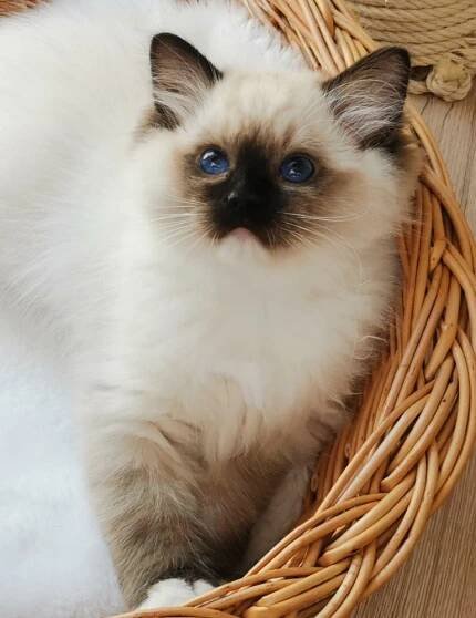 Wahi Mishi *CZ – Mishi, CZ – chovatelská stanice koček plemene RAGDOLL