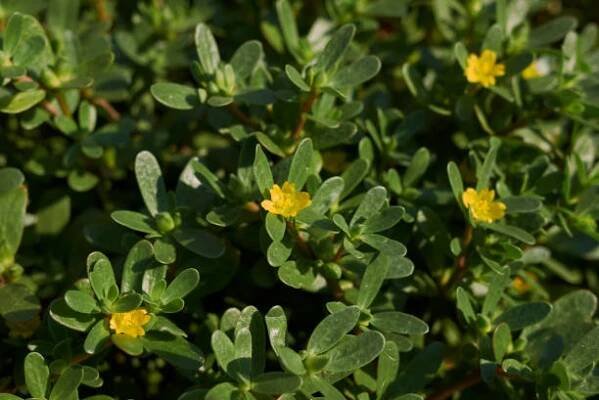 portulaca oleracea - šrucha zelná - stock snímky, obrázky a fotky