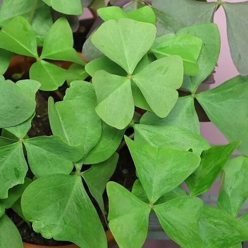 Oxalis triangularis Amber