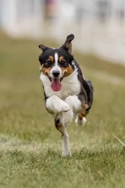 Mini americký ovčák australský běh lákat kurz Sprint Dog Sport — Stock obrázek