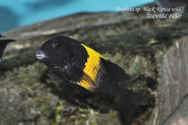 Tropheus sp. "černá Kiriza