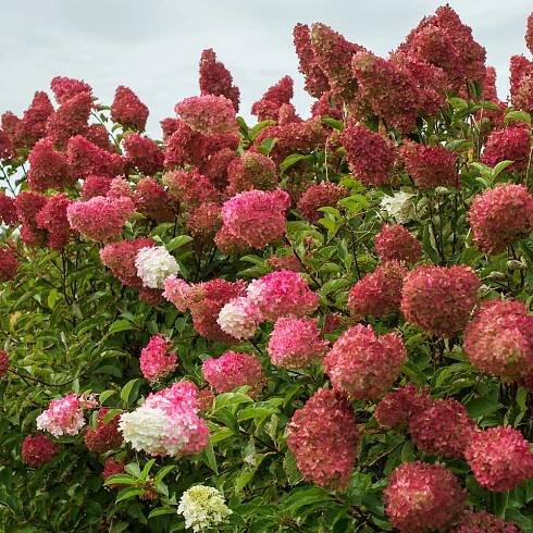 Hydrangea paniculata Berry White®