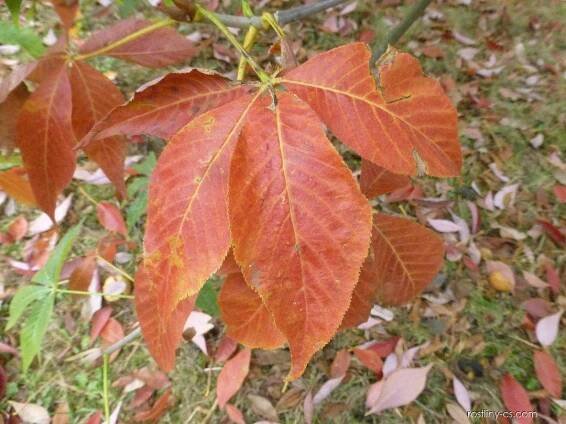 Jírovec lysý - podzimní list (Aesculus glabra)