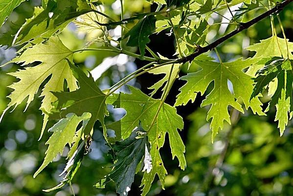Javor stříbrný Wieri (Acer saccharinum), listy