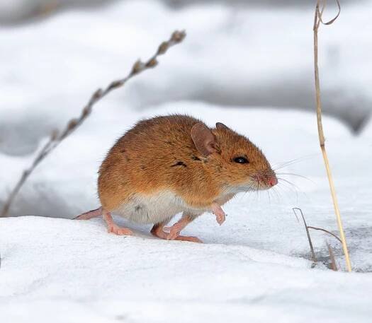 Myšice malooká (Apodemus microps) – Daniel Dunca / Shutterstock