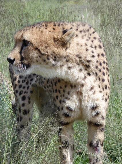 Adventures in Cheetah-land – A Bigger World