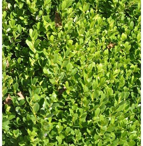 10x Buchsbaum Suffruticosa 10-15cm - Buxus sempervirens
