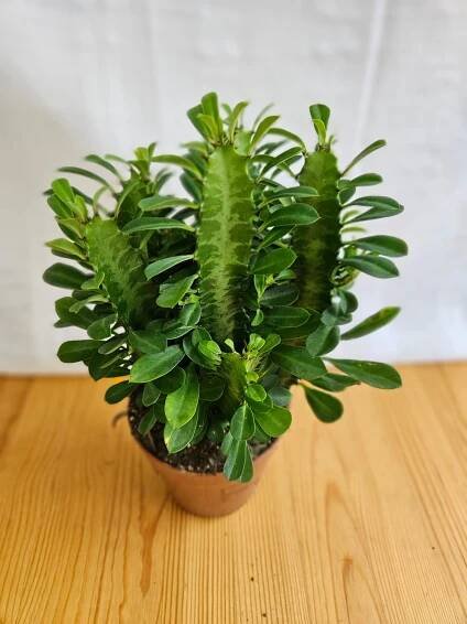 Euphorbia Trigona / African Milk tree
