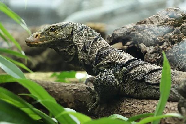 Je přece ještě stále léto! Zmrzlina čeká v sobotu v ZOO! - Plzeňský rozhled