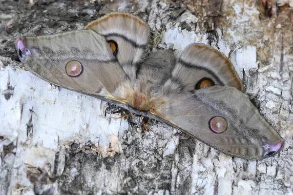 Gum císařský - Opodiphthera eucalypti, krásné velké můra z australských lesů. — Stock obrázek