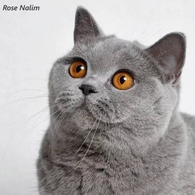 Nalim - chov britských modrých koček