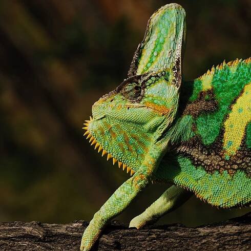 Chameleon jemenský samec Chameleo calyptratus