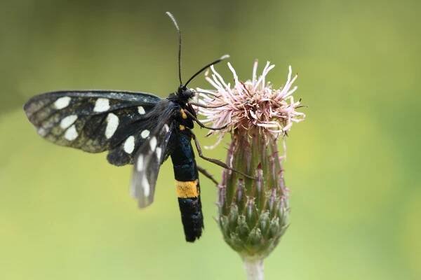 běloskvrnáč pampeliškový (Amata phegea)