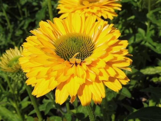 Echinacea " SunSeekers Golden Sun " ® - třapatkovka Zahradnictví Krulichovi - zahradnictví, květinářství, trvalky, skalničky