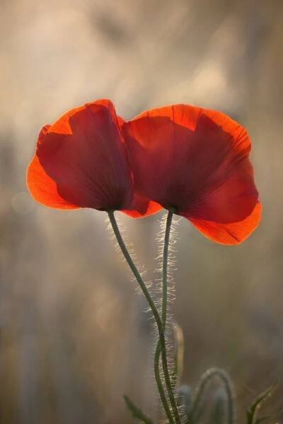 Love - Popp | Flowers photography, Flower pictures, Beautiful flowers