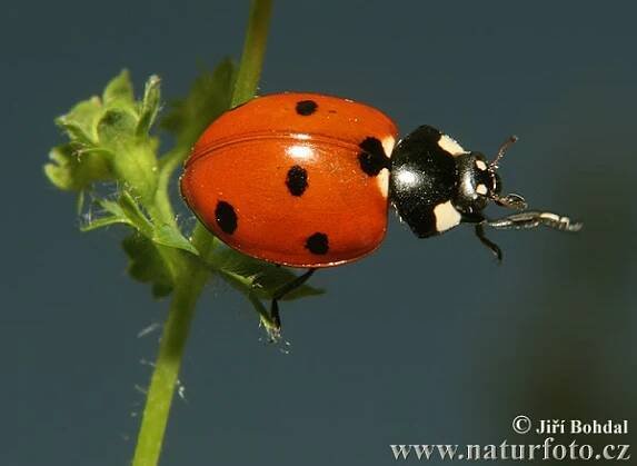 Slunéčko sedmitečné (Coccinella septempunctata)