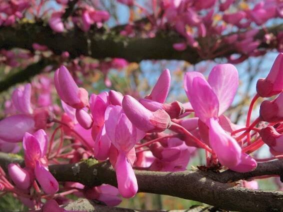Cercis siliquastrum - Zmarlika Jidášova ♣ Balení obsahuje 50 semen | Semena, sazenice - neoseeds.cz
