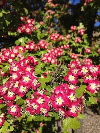 Crataegus - Wikipedia