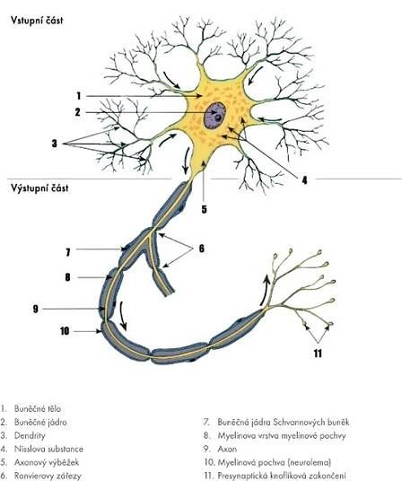 Neuron a jeho části (Hanzlová, Hemza, 2014).