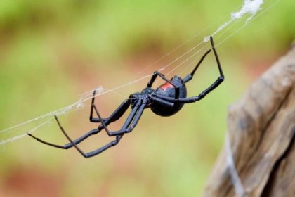 Rodinný život pavouků: Vražedná a sebevražedná dramata na osmi nohou | 100+1 zahraniční zajímavost